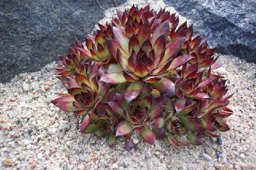 sempervivum tectorum f.purpure